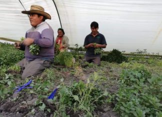 Lamentable que SADER discrimine a pequeños agricultores