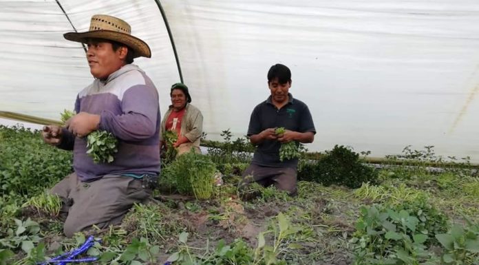 Lamentable que SADER discrimine a pequeños agricultores